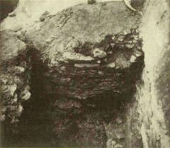 zewnętrzne lico muru rotundy od zachodu